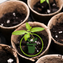 Perlite et vermiculite en jardinage