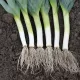 Poireau d’hiver Farinto - 150 graines enrobées