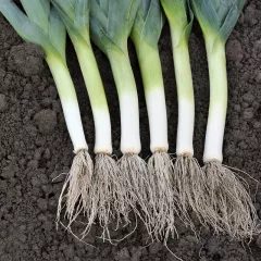 Poireau d’hiver Farinto - 150 graines enrobées