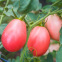 Tomate cerise Pink Thaiu Egg 60 graines