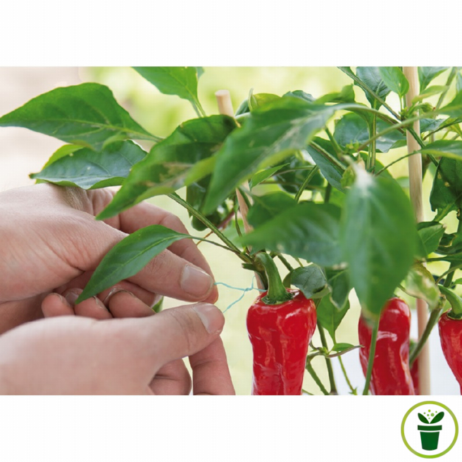 Fil de ligature armé - 30 mètres