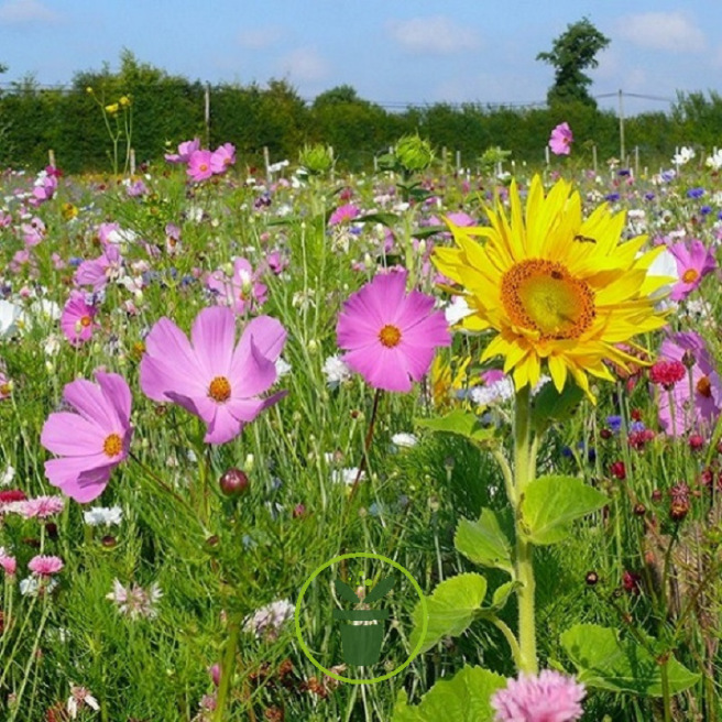 Mélange de fleurs abeilles et pollinisateurs