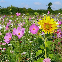 Mélange de fleurs abeilles et pollinisateurs