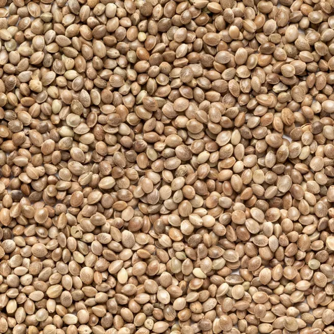 Graines de chanvre (pour oiseaux) 800 grammes