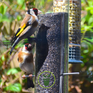 Mangeoire Oiseaux Avec Protection - Graines Baumaux