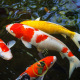 Aqua-Ki Orange Quatro – Nourriture pour koïs et poissons colorés