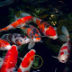 Aqua-Ki Koï couleur - Nourriture pour koïs et poisons colorés 3 mm