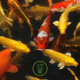 Aqua-Ki Bleu Mix - Nourriture pour poisson d’étangs