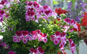 Au jardin en juin : semis, plantations et travaux du mois