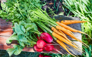 Que faire au jardin en juillet ? Semis et conseils