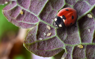 Astuces et conseils pour combattre les pucerons au jardin