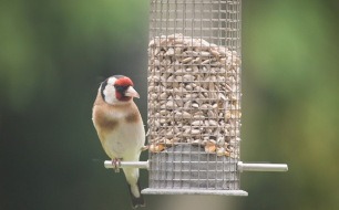 Quelles mangeoires pour oiseaux installer au jardin ?