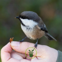 Raisins secs pour oiseaux sauvages 300 grammes