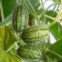 Concombre à confire – Melothria scabra 20 graines