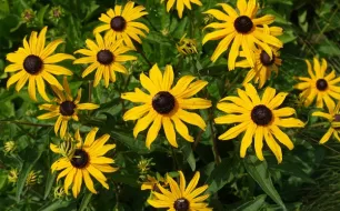 Jardiner en septembre : semis, récoltes et entretien