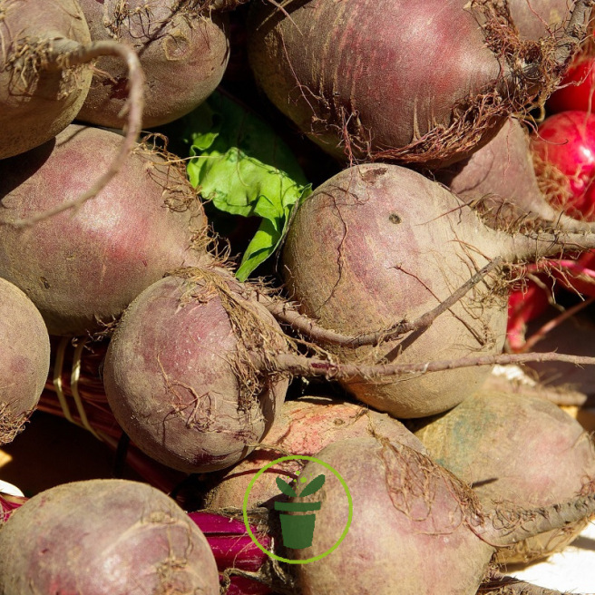 Betterave Rouge d'Egypte BIO