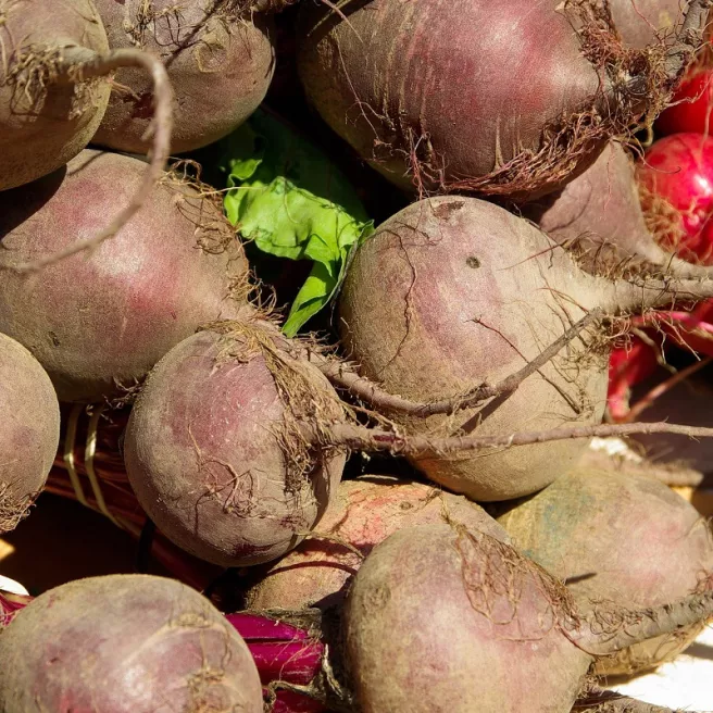 Betterave Rouge d'Egypte BIO