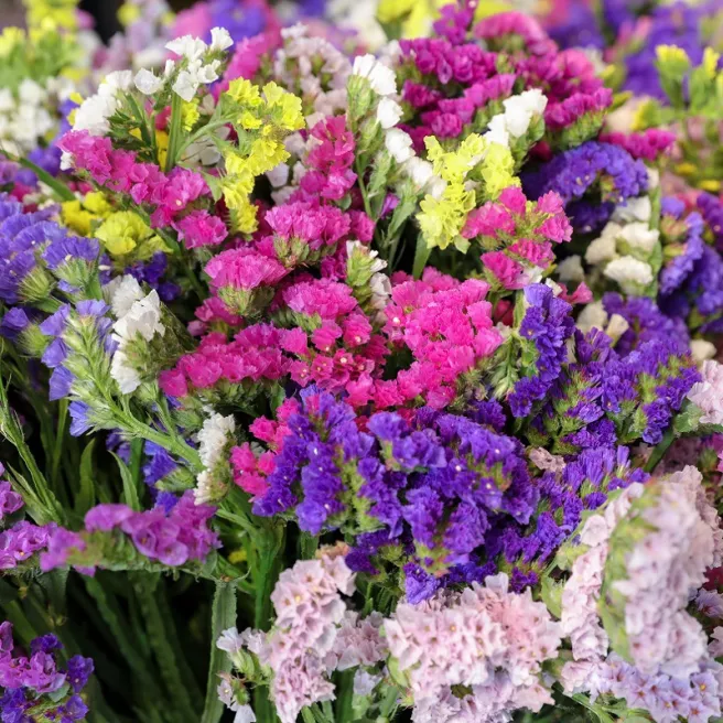 Statice sinué Pacific varié 300 graines