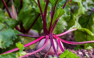 Jardiner en octobre : préparez l’hiver !