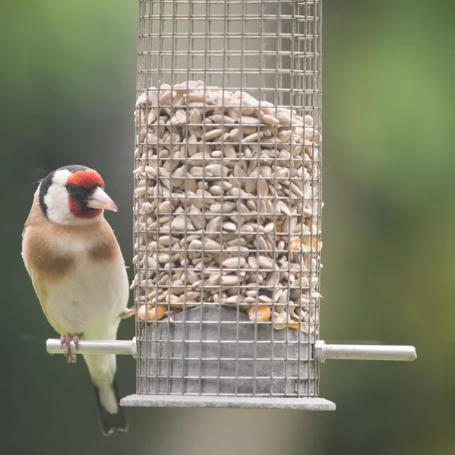 Cœur de graines de tournesol – Graines décortiquées 2 kg