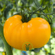 Tomates classiques et originales - Tomates Grappa Gialla