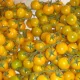 Tomate cerise jaune 60 graines