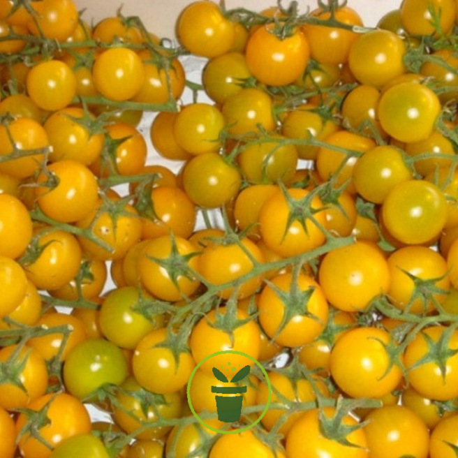 Tomate cerise jaune 60 graines