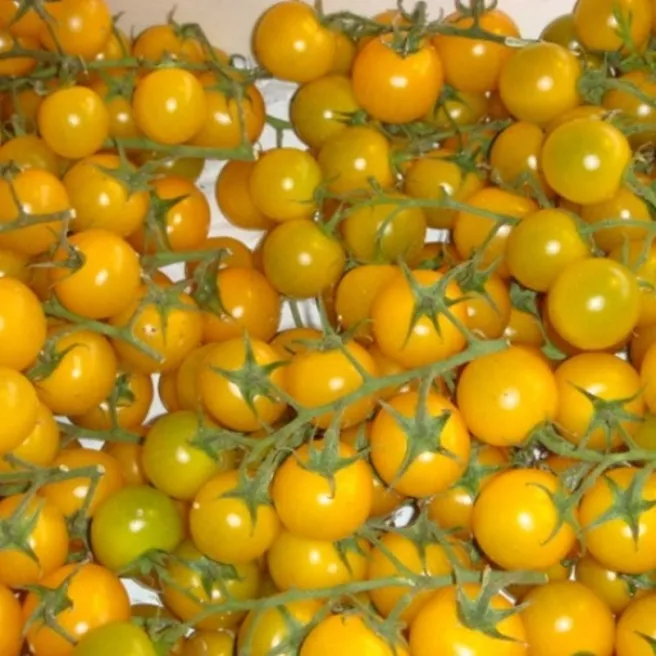 Tomate cerise jaune 60 graines