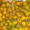 Tomate cerise jaune 60 graines