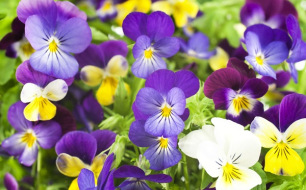 Jardiner en novembre : les conseils du mois