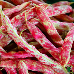 Haricot à rames Coco Langue de Feu