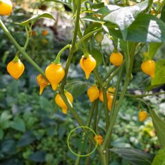 Poivron Biquinho Amarela jaune 25 graines