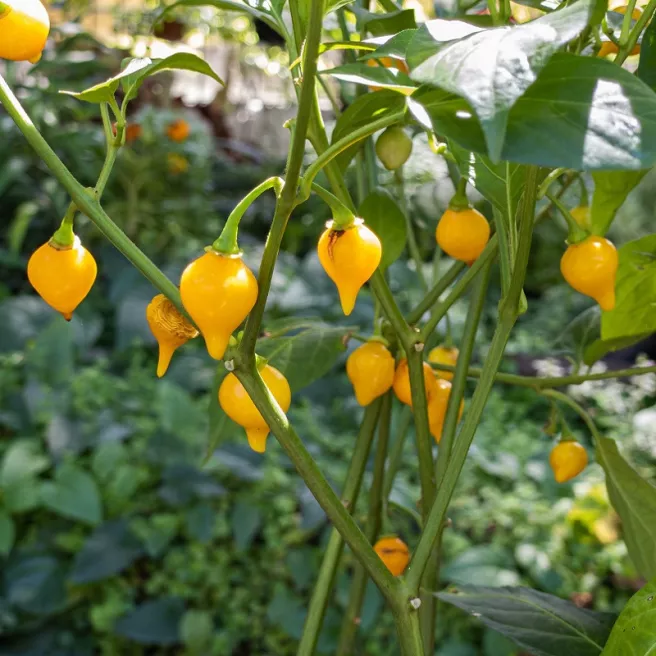 Poivron Biquinho Amarela jaune 25 graines