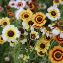 Chrysanthème carinatum Tricolor varié 500 graines