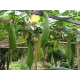 Luffa - éponge végétale graines