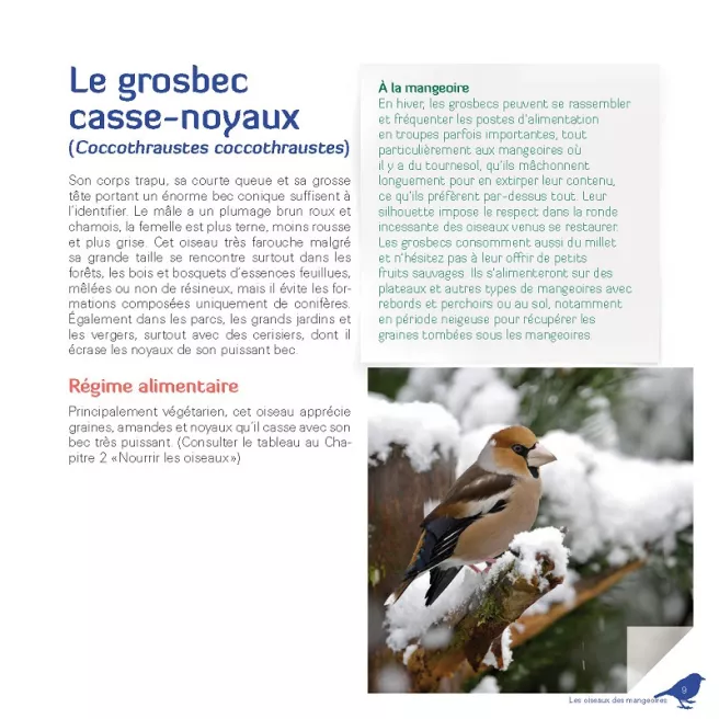 Je nourris les oiseaux en hiver