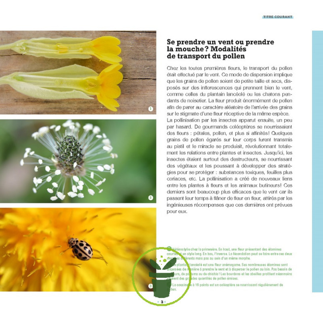 Des fleurs et des pollinisateurs plein mon jardin