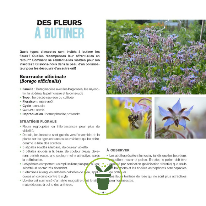 Des fleurs et des pollinisateurs plein mon jardin