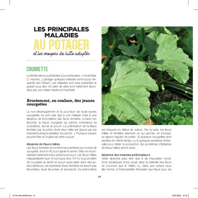 Stop aux maladies dans mon potager