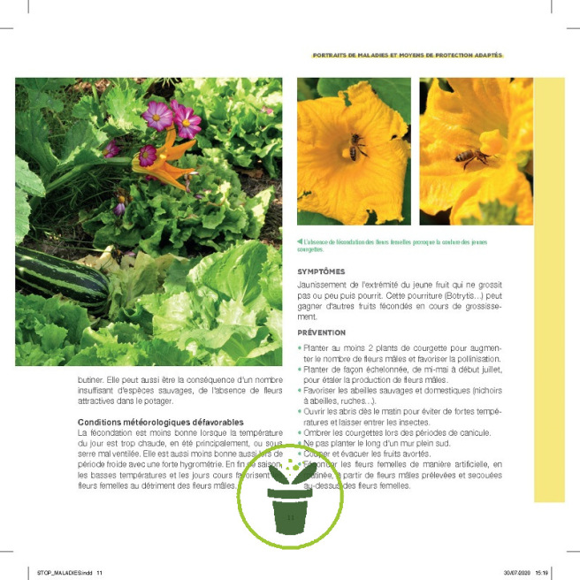 Stop aux maladies dans mon potager Stop aux maladies dans mon potager