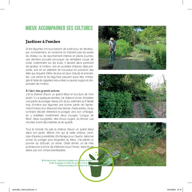 Légumes et canicule Légumes et canicule