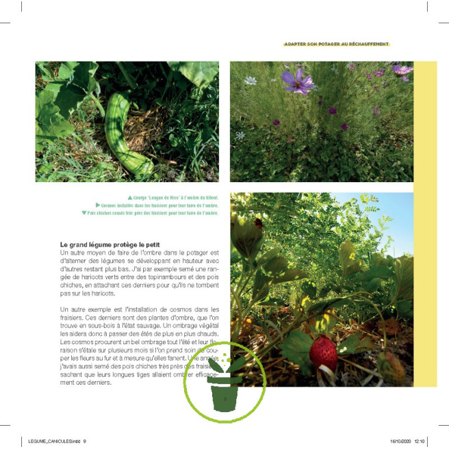 Légumes et canicule Légumes et canicule