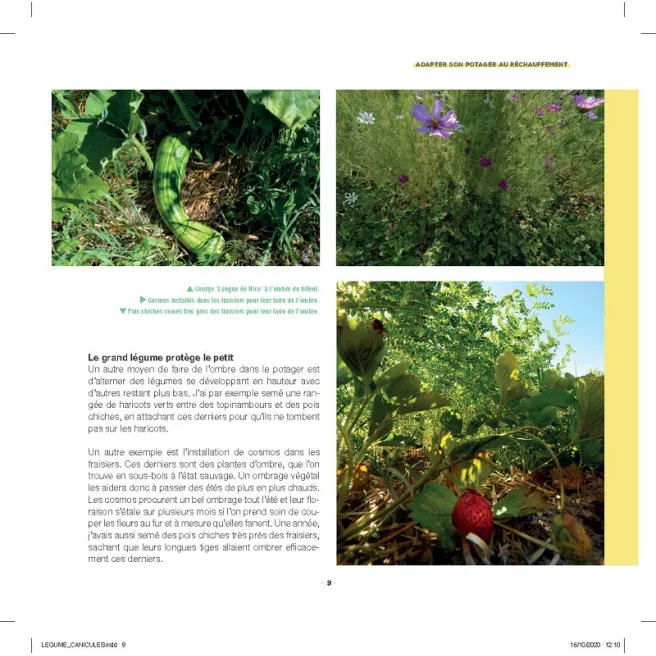 Légumes et canicule