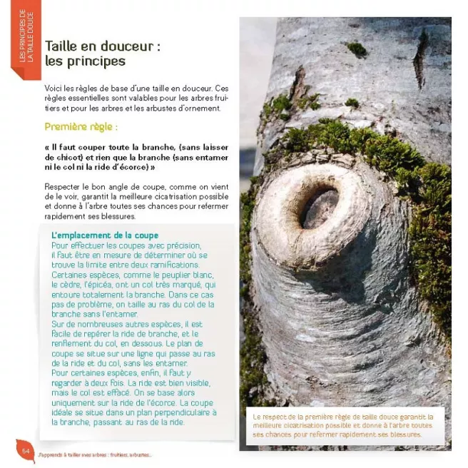 J'apprends à tailler mes arbres