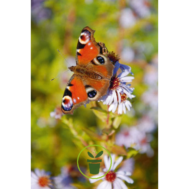 Plus de biodiversité, moins de ravageurs !