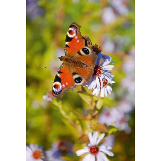 Plus de biodiversité, moins de ravageurs !