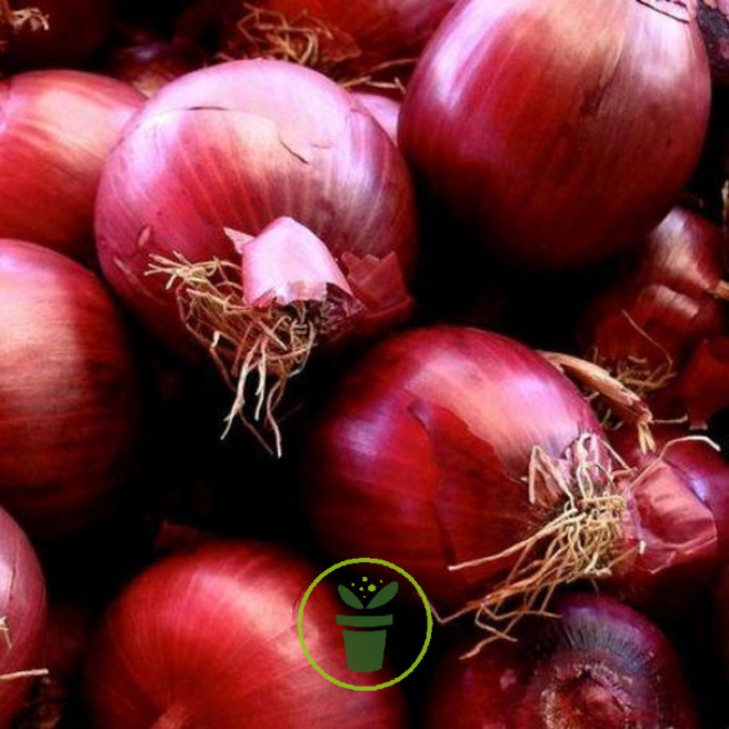 Achetez des graines d'oignons rouges de Brunswick en sachet de 200