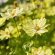 Cosmos Late Sensation Yellow 200 GRAINES