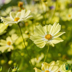 Cosmos Late Sensation Yellow 200 GRAINES