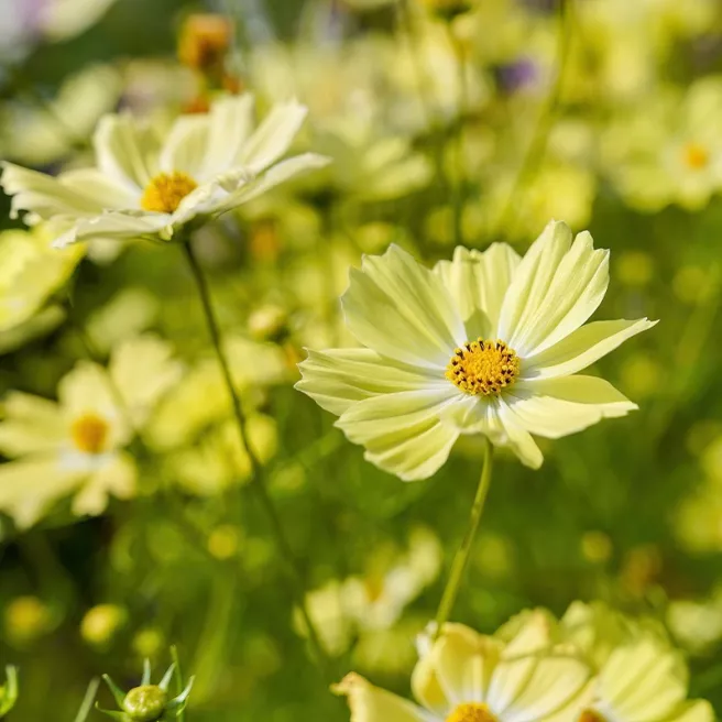 Cosmos Late Sensation Yellow 200 GRAINES